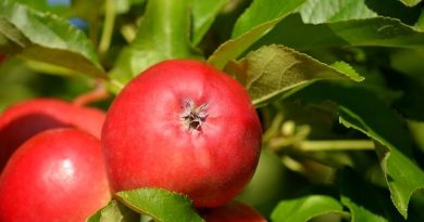 Find de bedste æblesorter og få mest ud af din have