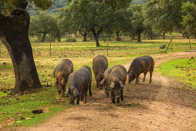 Opdag hemmelighederne omkring Iberico grisene